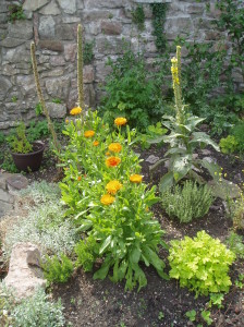 An image of Chepstow herb garden