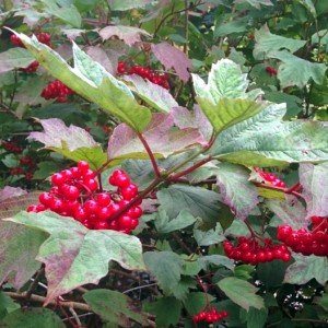 Crampbark Berries
