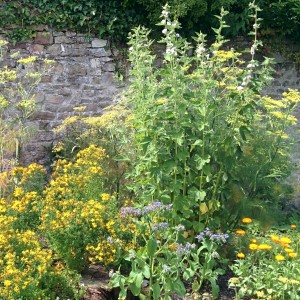 An image of the medicinal herb garden